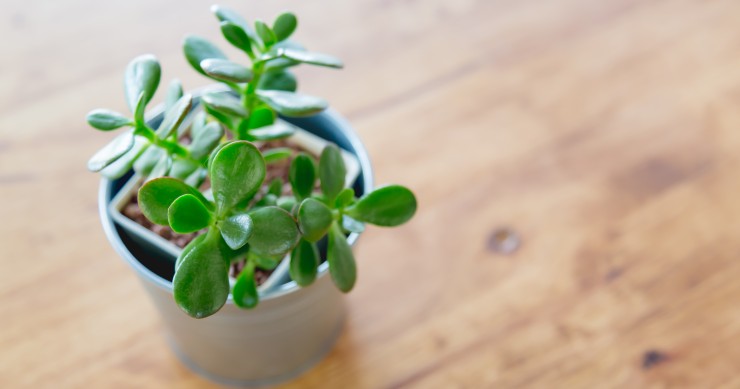 Planta de jade: a suculenta favorita do Feng Shui para atrair sorte