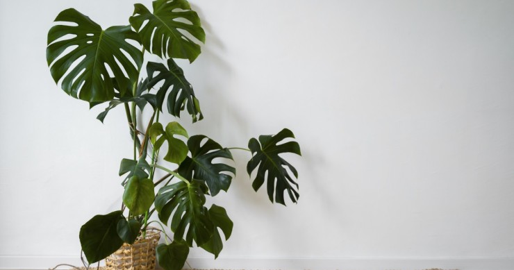 plantas de interior