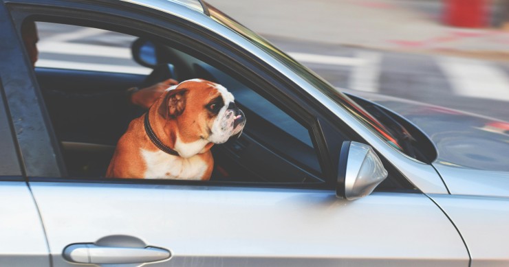 animais carro
