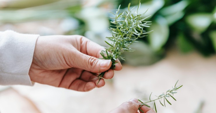 plantas de interior