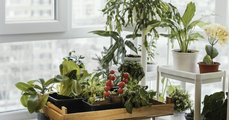 Jardim em casa