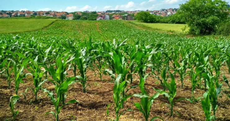 Investir em terrenos agrícolas