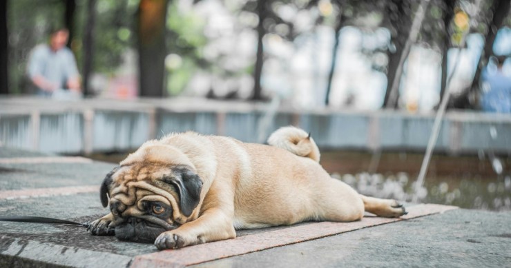 cão deitado com calor