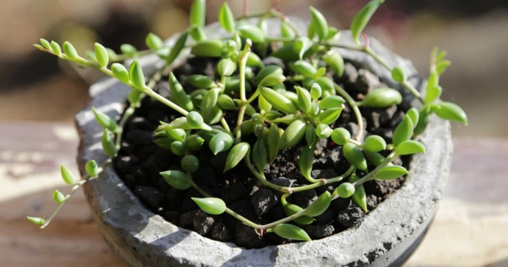 plantas de interior