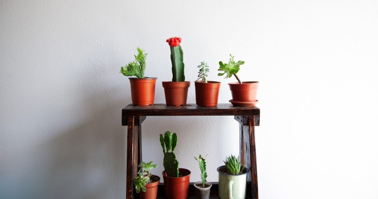 onde ter catos em casa