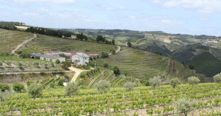Casas nas vinhas portuguesas