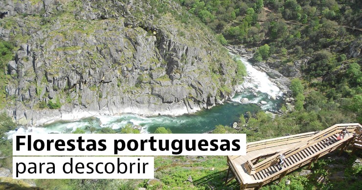 Florestas encantadas em Portugal
