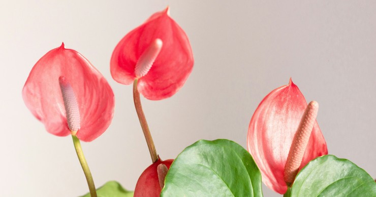 anthurium