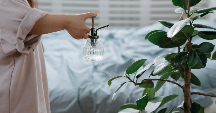 ficus benjamin