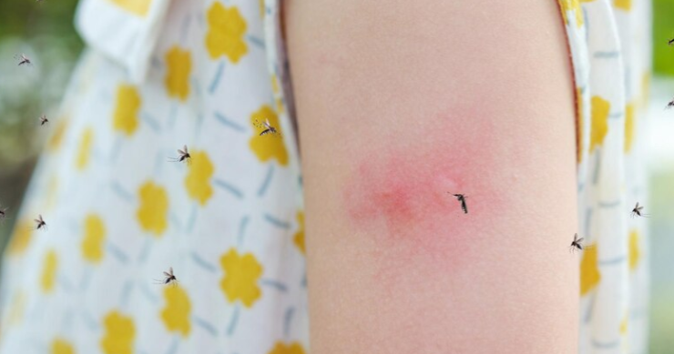 Mosquitos