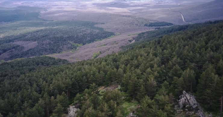 floresta sustentável