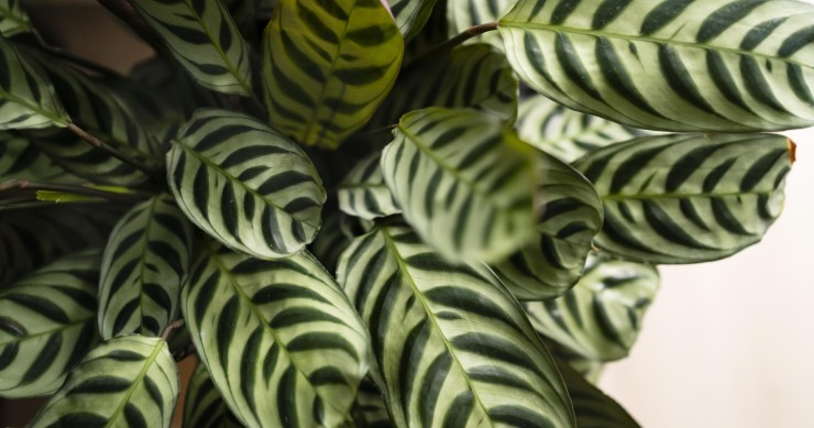 Calathea