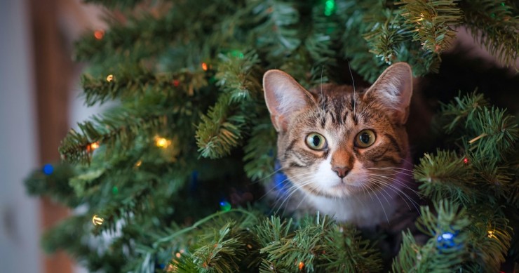 gato em árvore de Natal