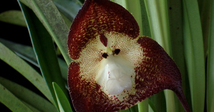 Orquídea Macaco