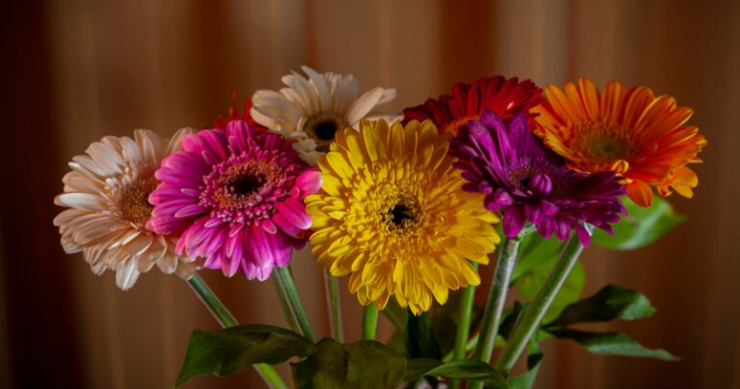 Gerberas