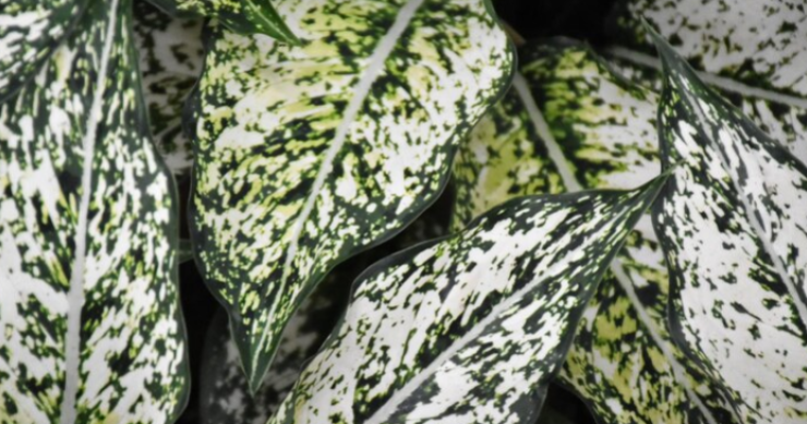 Dieffenbachia Tropic Snow