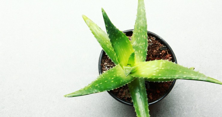 Aloe Vera