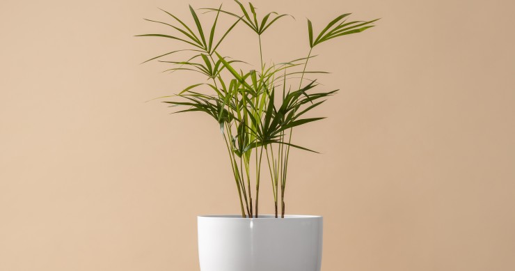 Dracaena Marginata