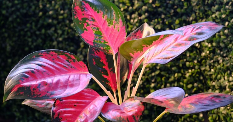 Aglaonema