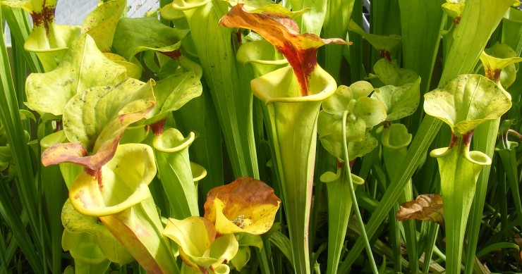 Plantas carnívoras