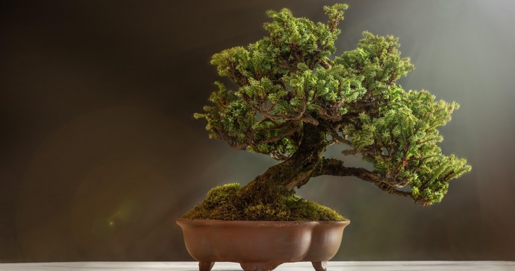 Bonsai