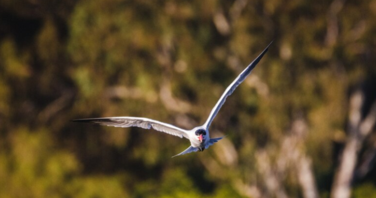 Aves migratórias