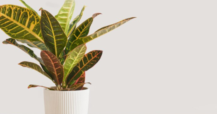 Croton