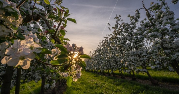 Kirschblüte in Portugal