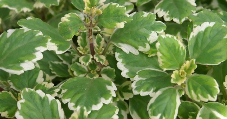 Planta do incenso