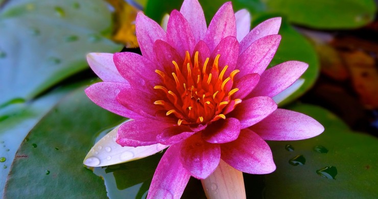 Flor de lótus
