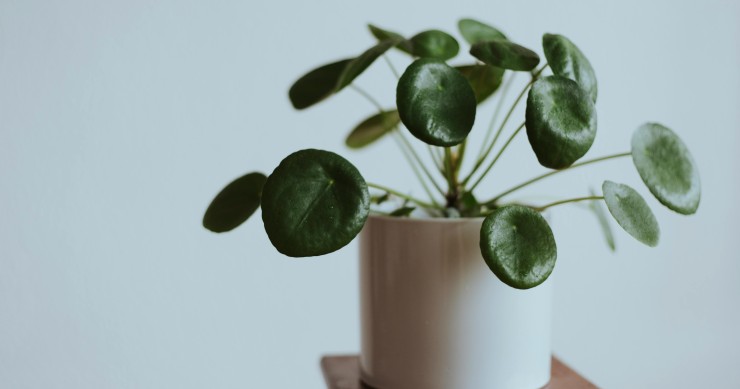 Pilea Peperomioides
