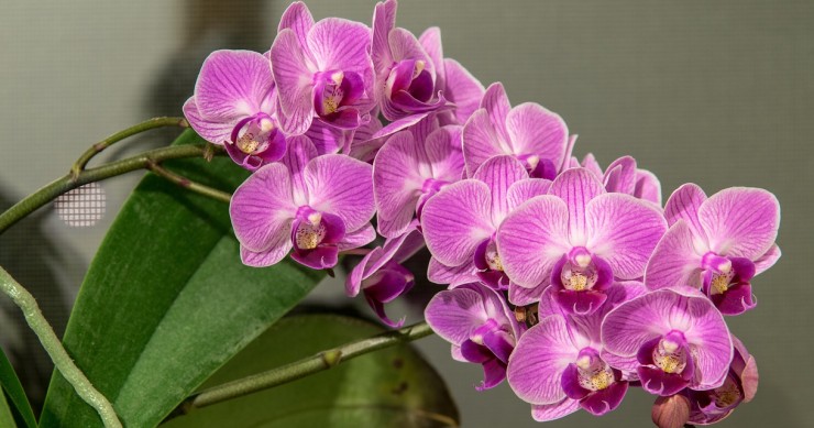 Orquídea Borboleta