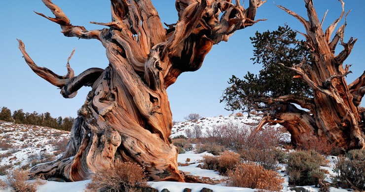 albero piu antico al mondo