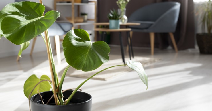 Plantas