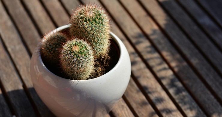 Cactos