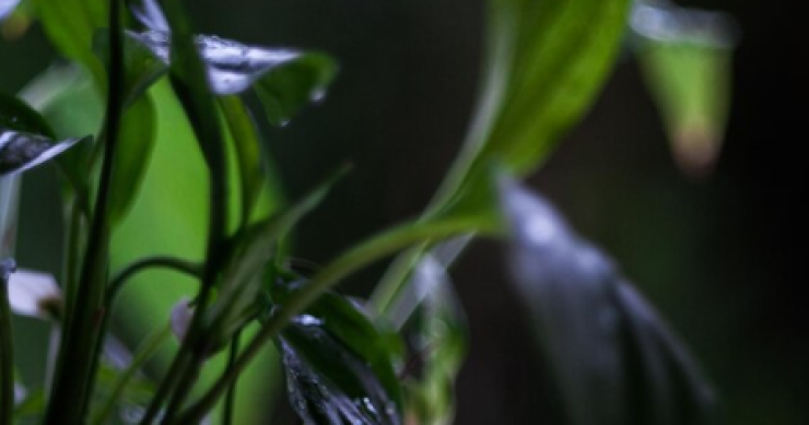 Plantas