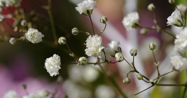 gypsophila 