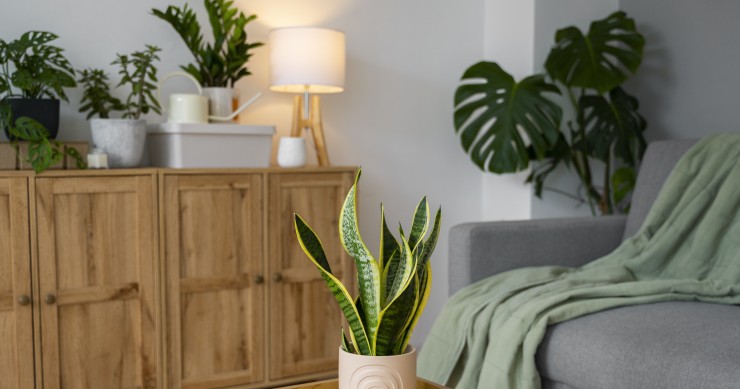 Plantas