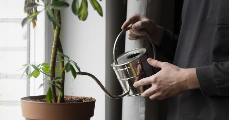 Regar as plantas