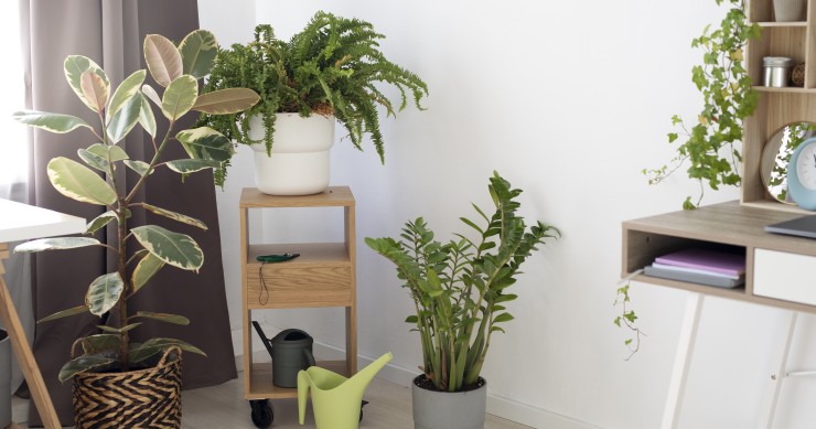 Plantas