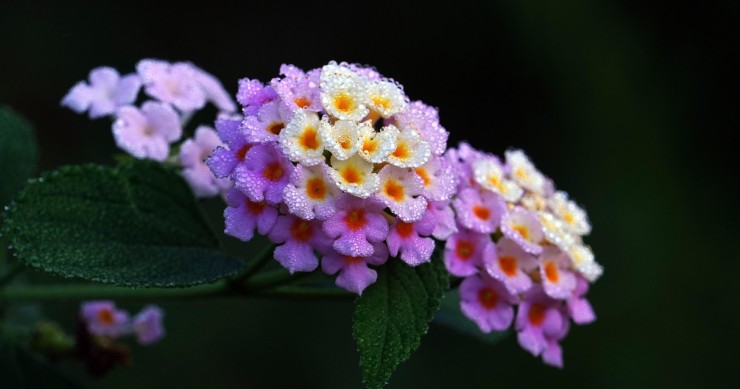 Lantana