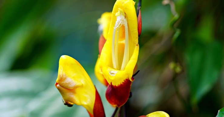 Thunbergia mysorensis
