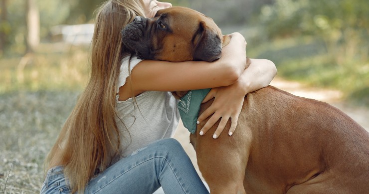 animais de estimação