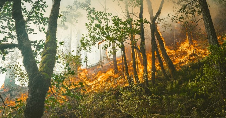 fogos florestais