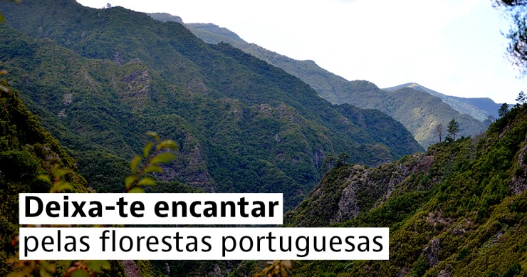 floresta laurissilva