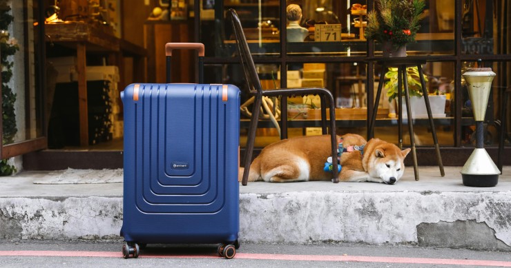 Cão deitado junto a uma mala