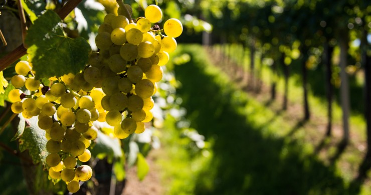 Vinho verde in Portugal