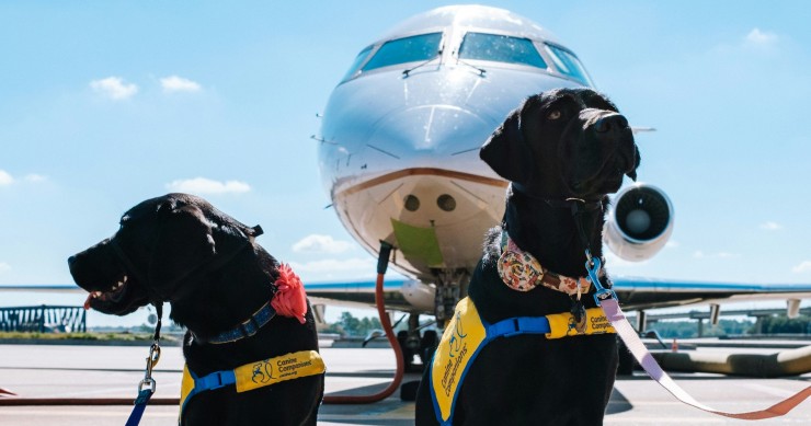 cães de companhia em frente de um avião