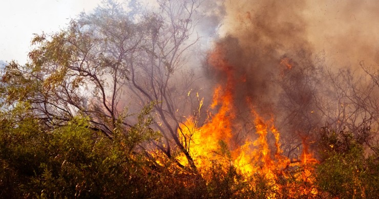 Apoio a limpeza florestal