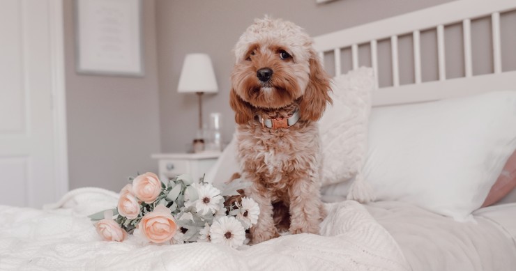 cão em cima da cama